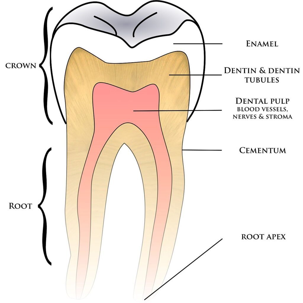 Anatomía del diente con esmalte dentina pulpa nervios y vasos sanguíneos