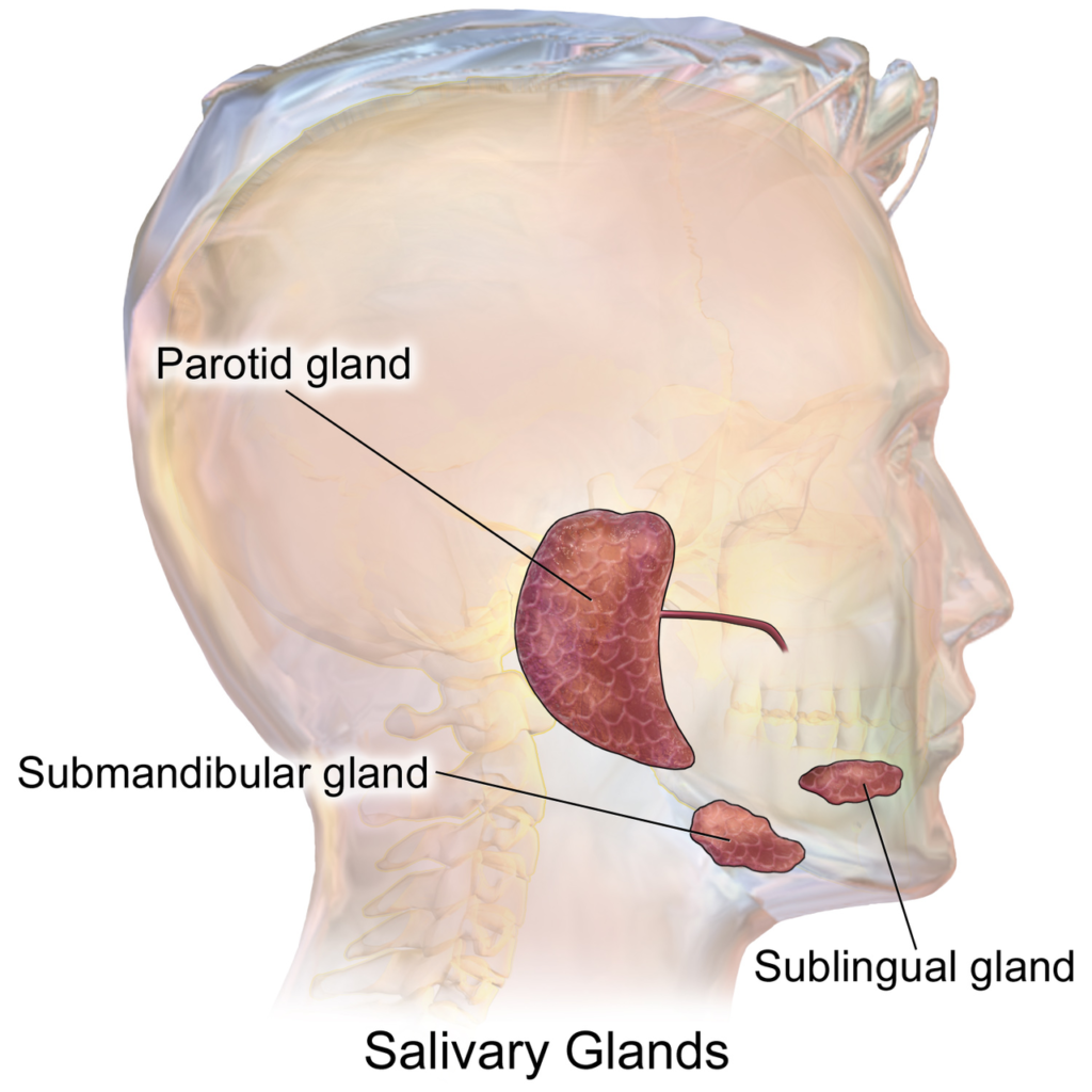 Ilustración anatómica de glándulas salivales parótida, submandibular y sublingual