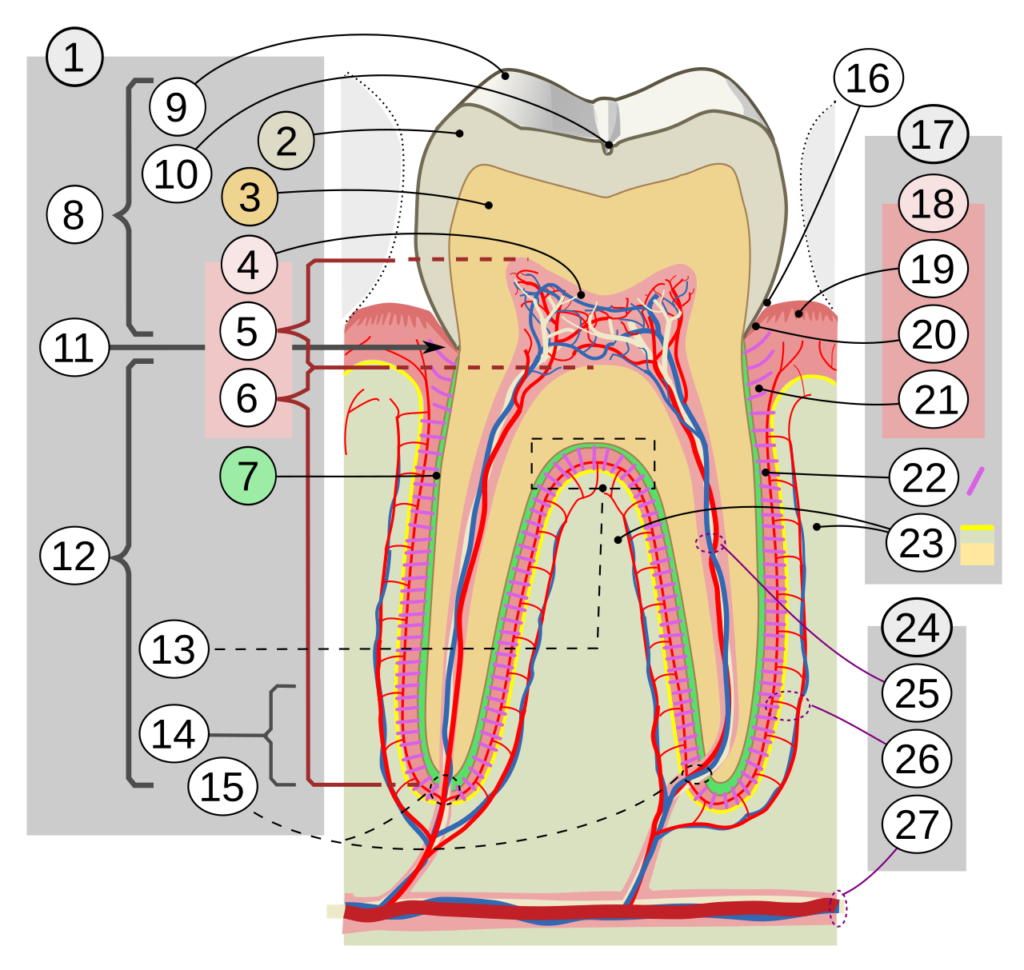 Anatomía interna del diente con cámara pulpar, pulpa radicular, dentina, esmalte, nervios y vasos sanguíneos