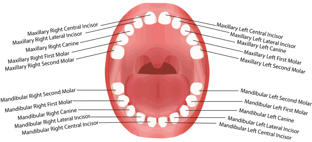 Diagrama de los tipos de dientes de leche en la boca infantil