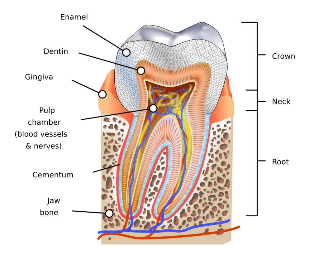 Anatomía de un molar humano con esmalte, dentina, encía, pulpa, cemento y hueso maxilar