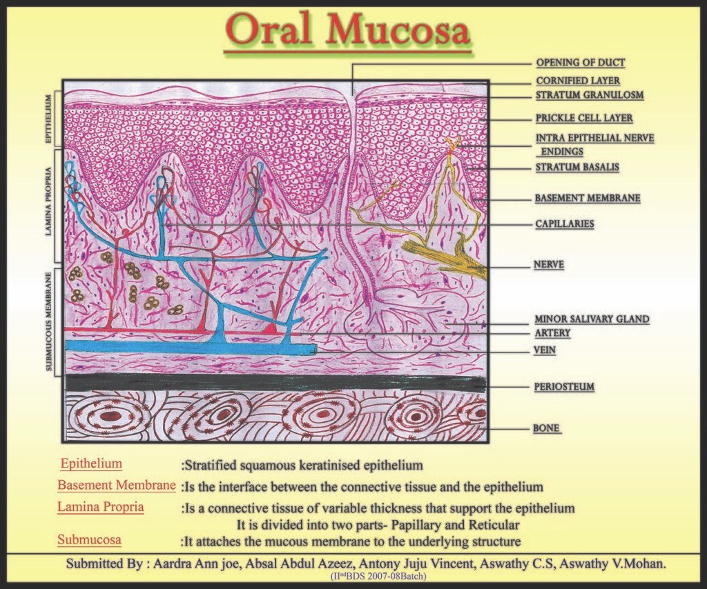 Histología de mucosa oral vista al microscopio para explicar una biopsia oral
