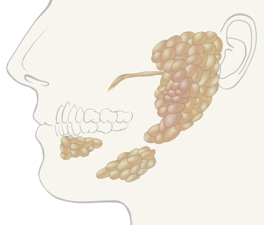 Ilustración anatómica de glándulas salivales en cabeza y cuello