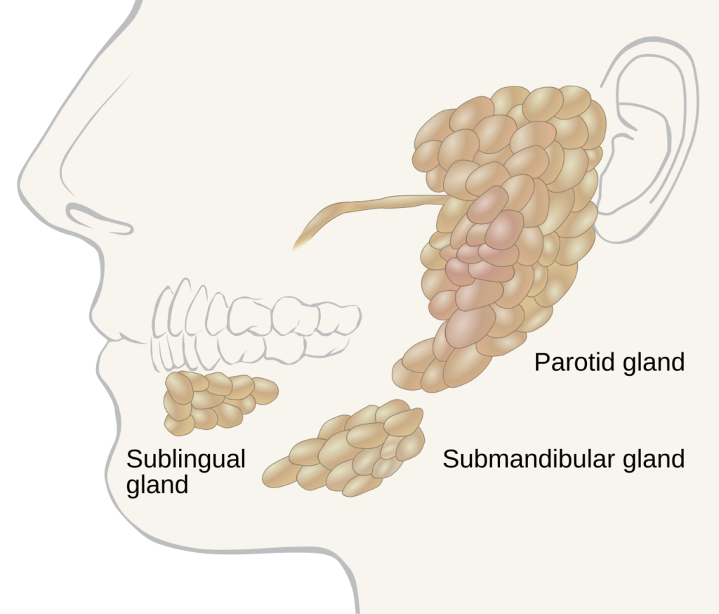 Ilustración anatómica de glándulas salivales mayores relacionadas con la saliva