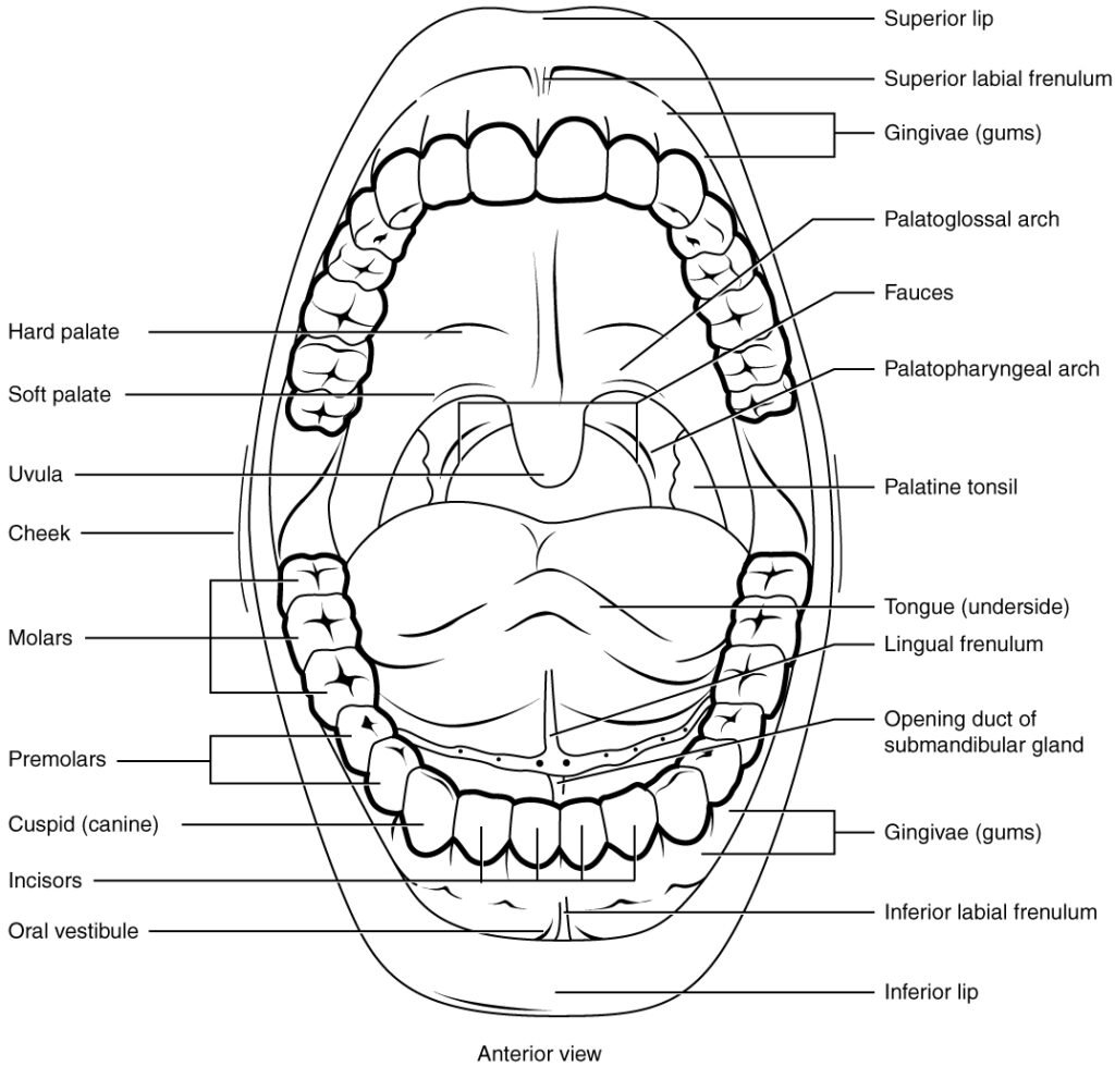 Esquema anatómico de la boca con labios, encías, lengua y frenillos orales