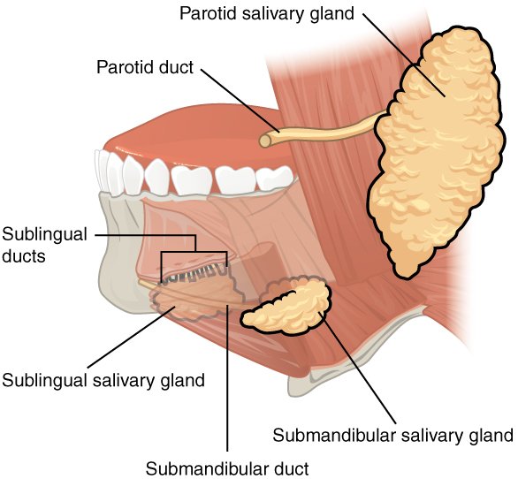 Ilustración anatómica de las glándulas salivales principales y sus conductos dentro de la boca