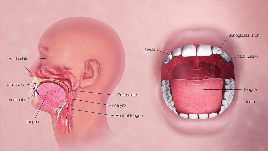 Ilustración médica de la cavidad oral para explicar el significado de la halitosis