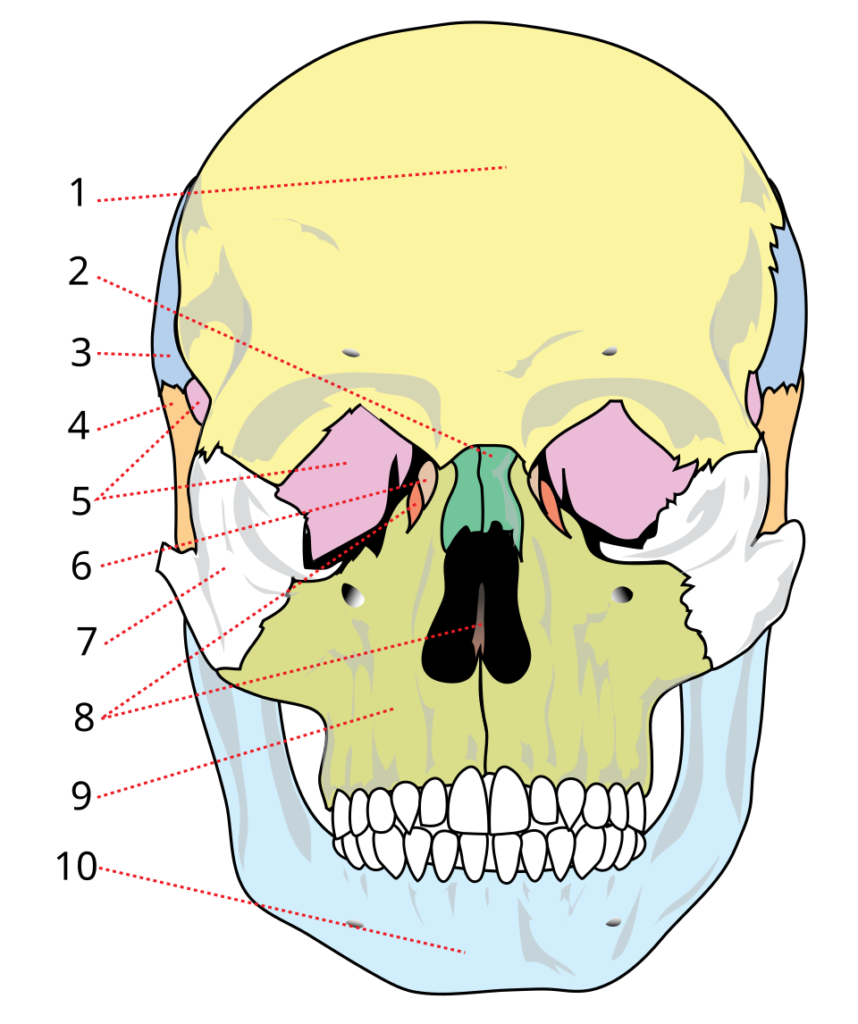 Cráneo humano de frente con huesos faciales numerados y maxilar superior señalado