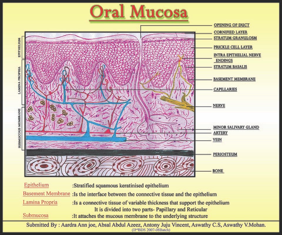 Ilustración histológica de la mucosa oral para explicar una biopsia oral
