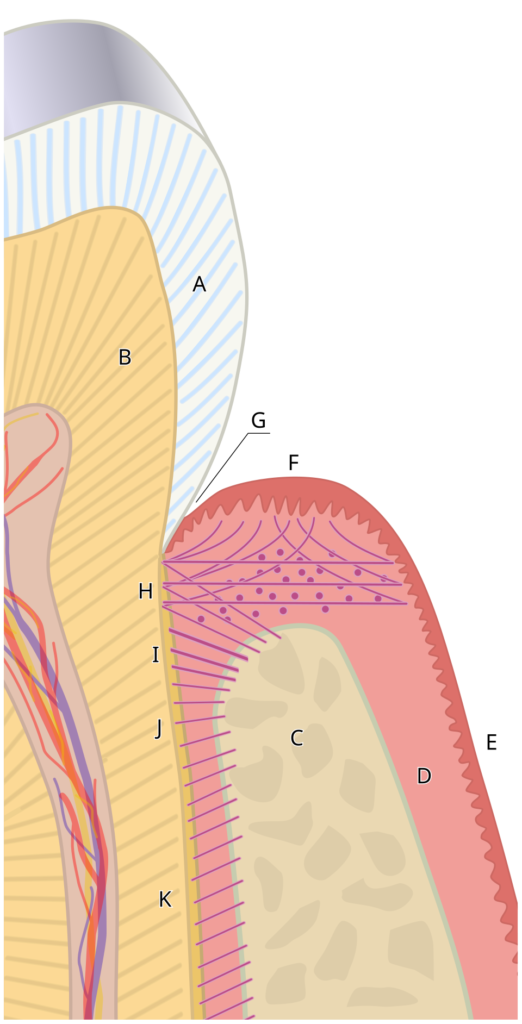 Esquema del periodonto con ligamento periodontal, encía, cemento radicular y hueso alveolar
