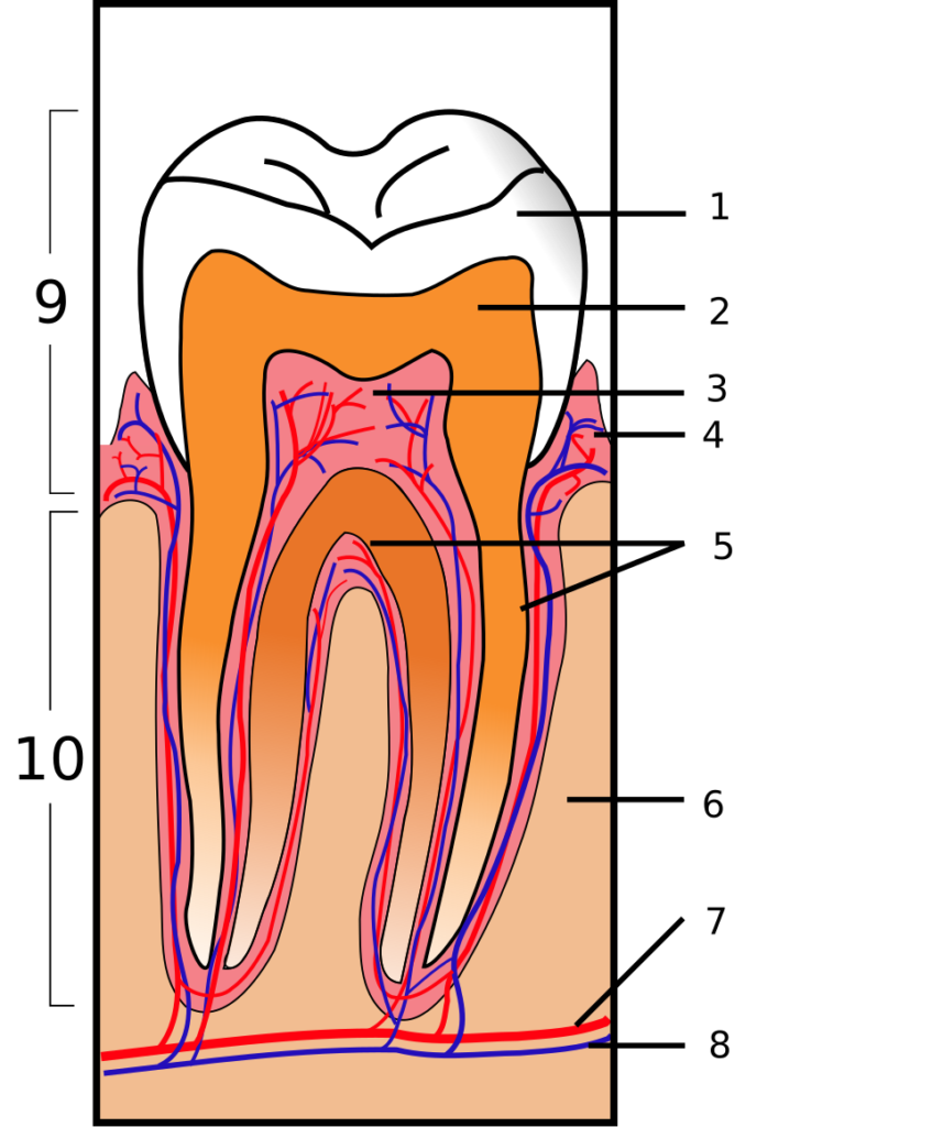 Anatomía del diente con pulpa dental, vasos sanguíneos y nervio en el interior de la raíz