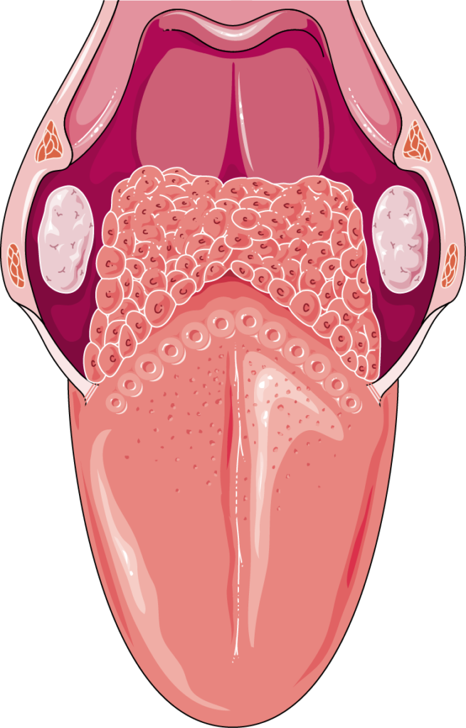 Ilustración anatómica de la lengua y sus papilas relacionada con lengua saburral