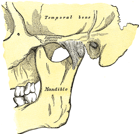 Ilustración anatómica lateral de la articulación de la mandíbula y la zona temporomandibular