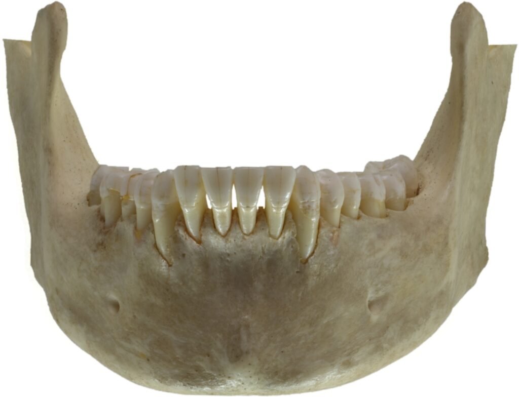 Mandíbula humana vista de frente con dientes inferiores y ramas mandibulares