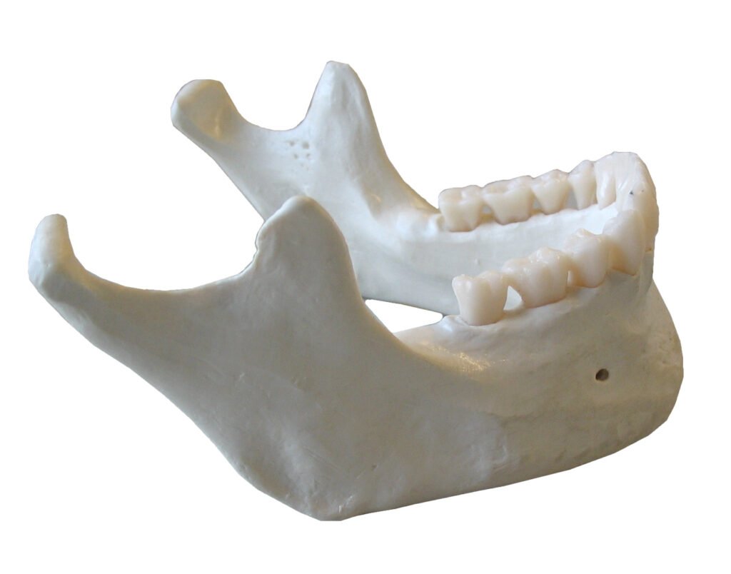 Mandíbula humana con dientes inferiores vista de perfil