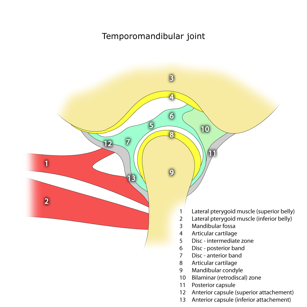 Ilustración anatómica de la articulación temporomandibular y la mandíbula
