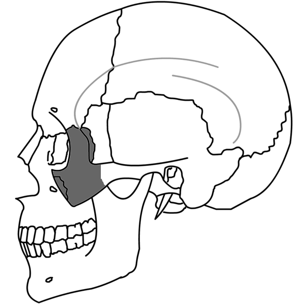 Ilustración anatómica del hueso cigomático o pómulo en vista lateral del cráneo